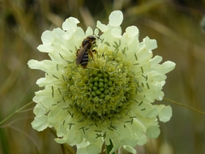 Cephalaria gigantea
